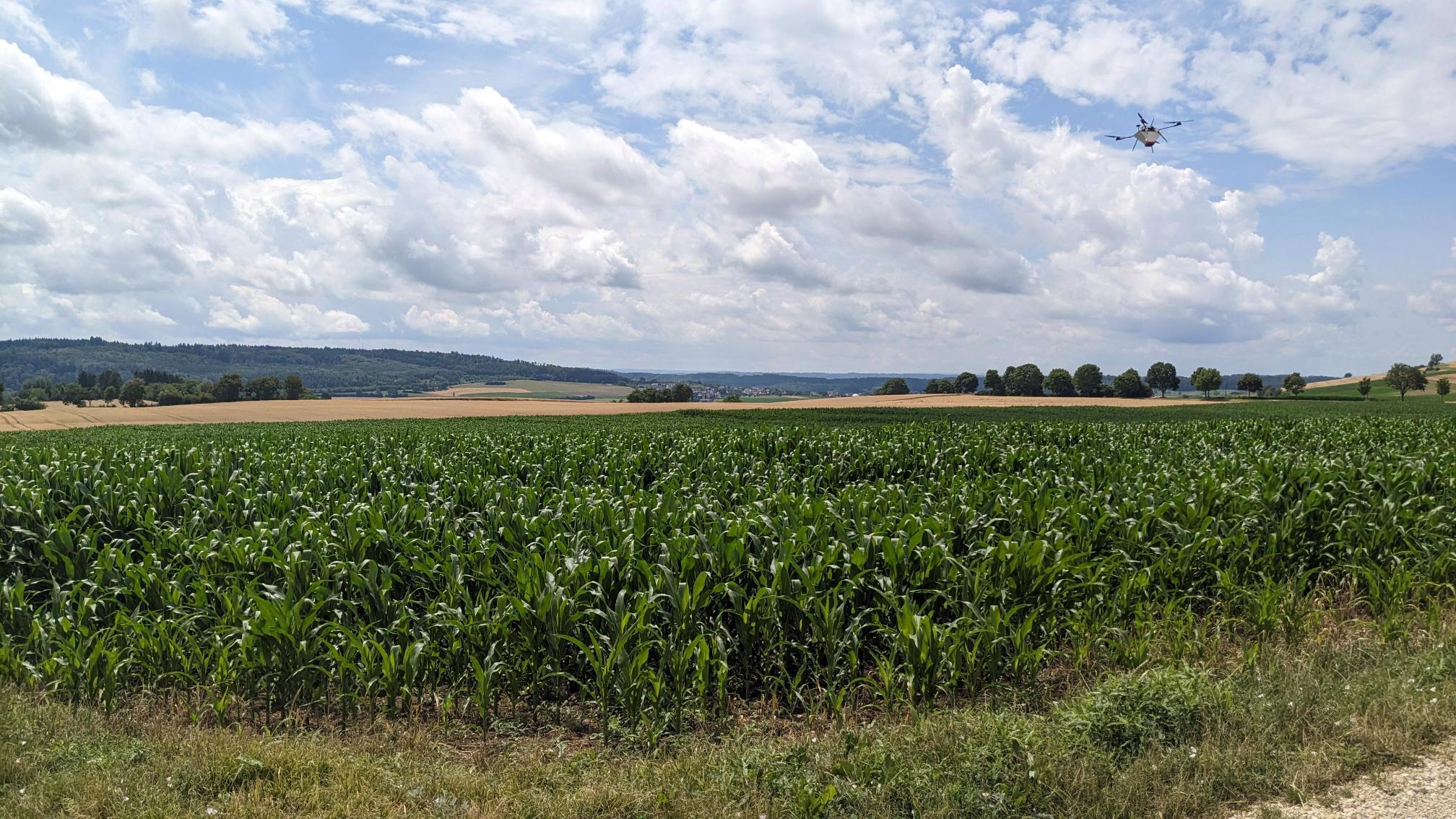 Trichogramma-Ausbringung im Einsatz